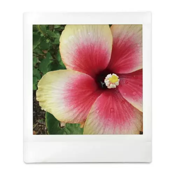 FujiFilm Instax Square Instant Film 20 Sheets (102Packs)-Dokkantech